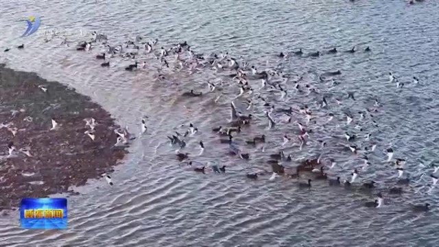 南海新区：群鸟嬉戏绘就生态画卷