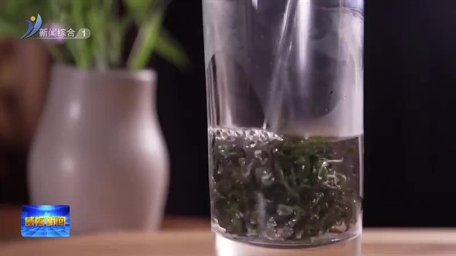 乳山：在北纬37度做出独特茶香