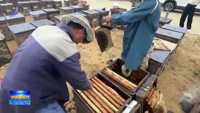 小蜜蜂“酿造”乡村振兴甜蜜路