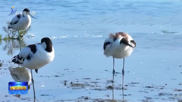 反嘴鹬现身南海新区