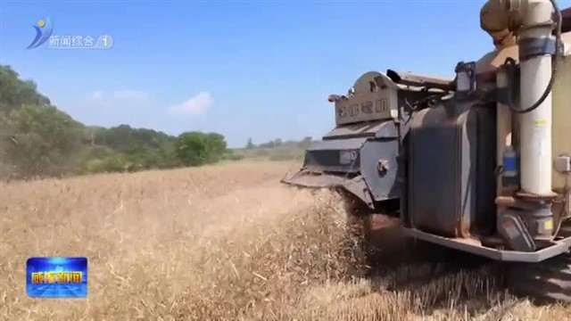 志愿服务助力残疾人士完成小麦收割