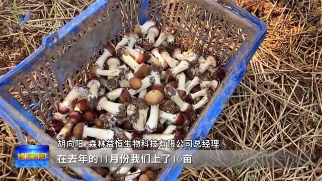 林下经济 欣欣向“茸”