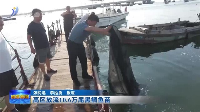 高区放流10.6万尾黑鲷鱼苗