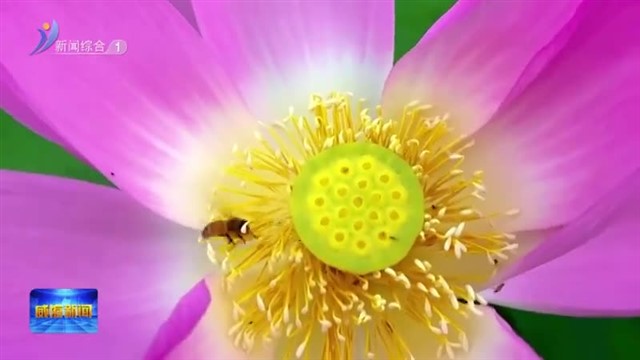 南海新区：荷花绽放 共赴夏日“荷”约