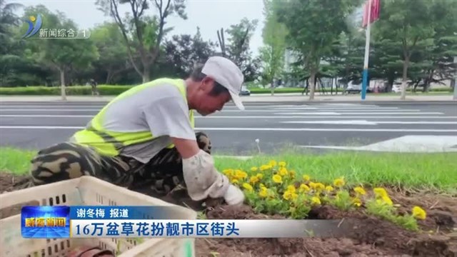 16万盆草花扮靓市区街头