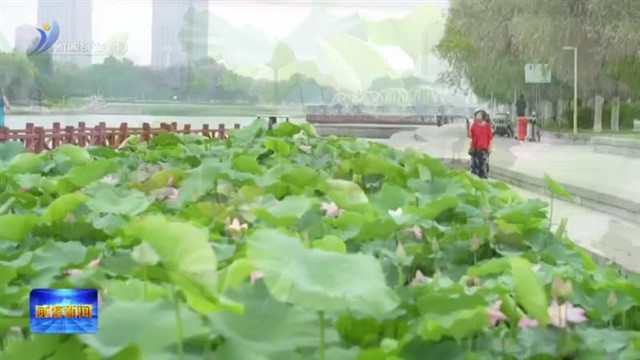 荷香沁润夏日清宁
