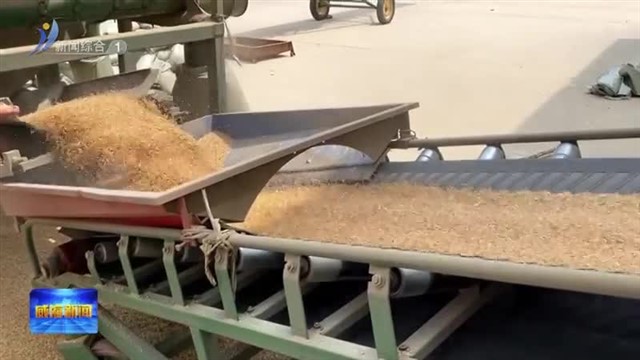 夏粮收购  颗粒归仓有保障