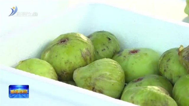 第三届荣成市港西镇无花果旅游文化节开幕