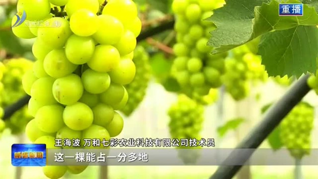 南海新区：现代果园里的“多巴胺”惊喜