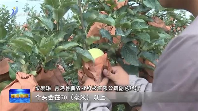 威海：喜迎农民丰收节 乡村大地展新颜