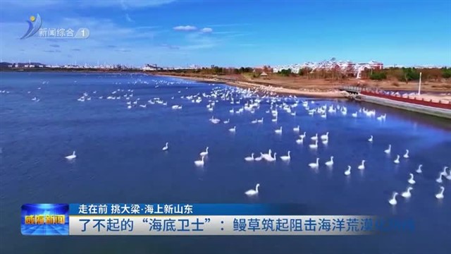 了不起的“海底卫士”：鳗草筑起阻击海洋荒漠化防线