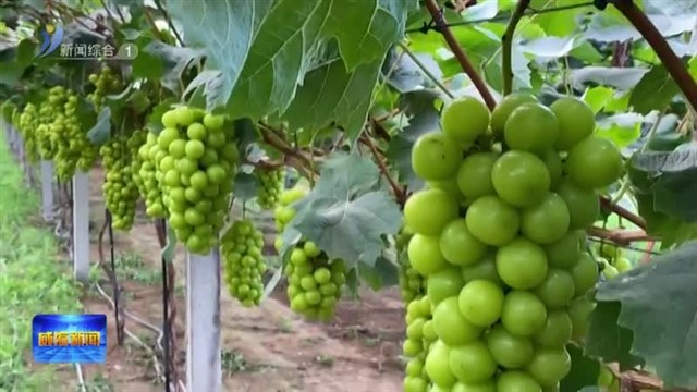 小葡萄串起“甜蜜经济”
