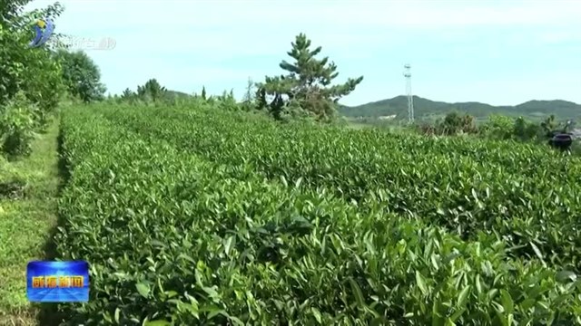 邓勇调研威海雪茶产业发展