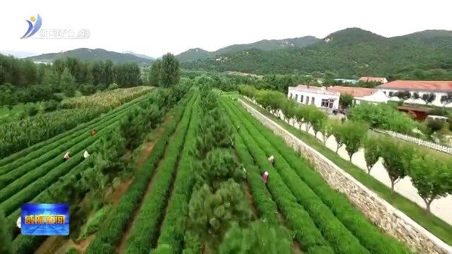 徐彬：绿叶变“金叶”一片茶叶铺就乡村振兴路