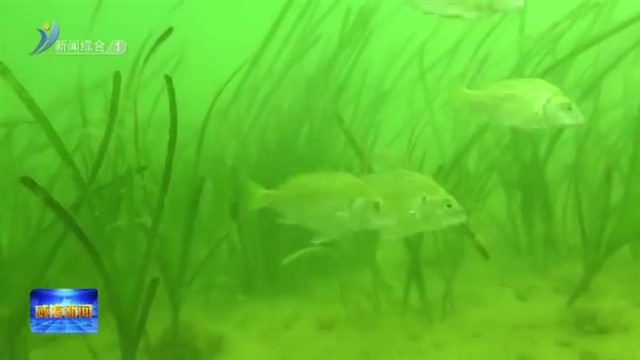 我市海草床修复工作入选省级典型案例