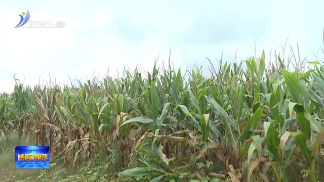 李建到高区调研“三秋”农业生产工作