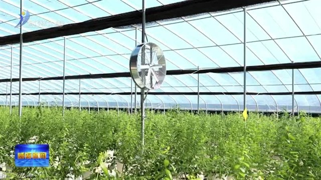 阎勇：打造“蓝莓产业 ”全产业链条 推动乡村振兴大发展