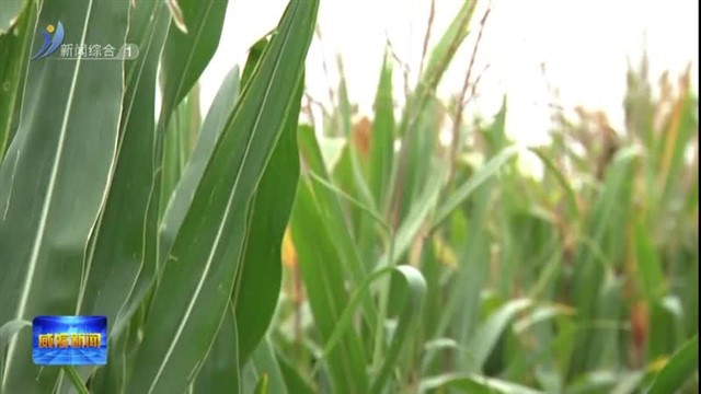 林强到文登区督导“三秋”农业生产工作