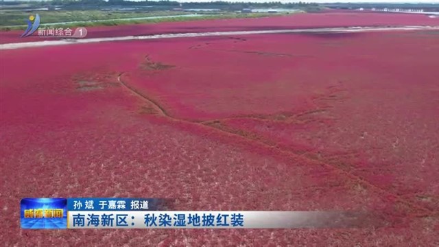 南海新区：秋染湿地披红装