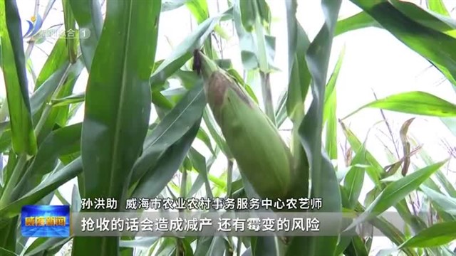强化针对性措施 保障秋粮归仓秋种顺利