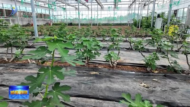 山东农担威海管理中心：金融“活水”润田间