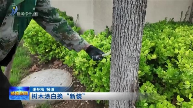 树木涂白换“新装”