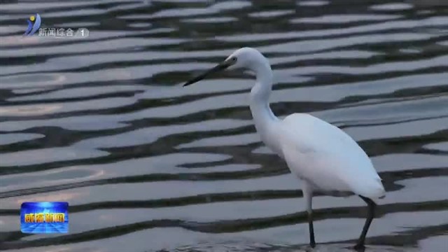 南海新区：蓝湖公园白鹭飞