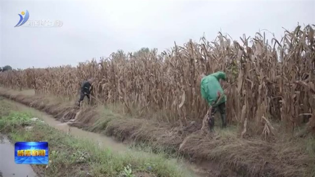 与秋雨赛跑  全力抢收保粮