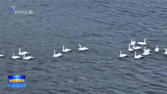 首批19只大天鹅飞抵荣成好运角