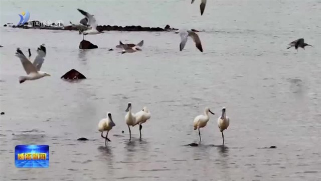 “鸟中大熊猫”黑脸琵鹭恋上南海新区