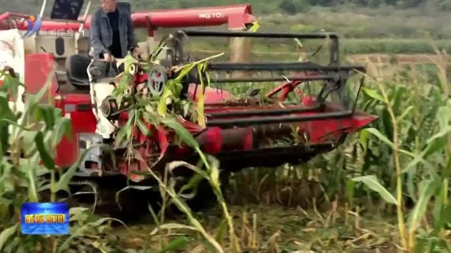 邓勇实地调研“三秋”生产工作