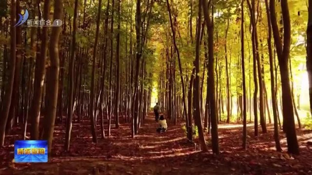 马褂木林开启“鎏金模式”