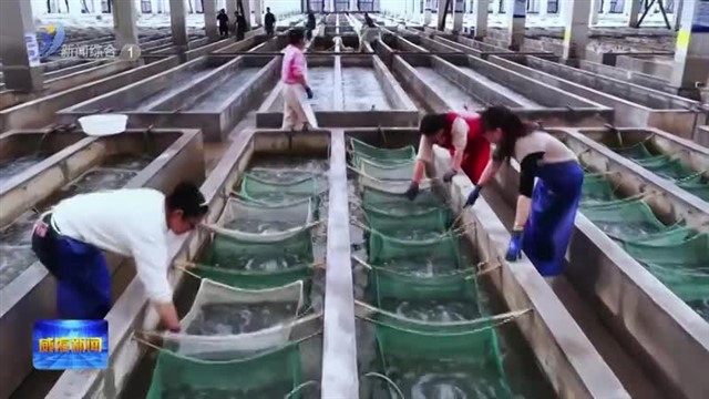 330万笼荣成鲍鱼南下“越冬”