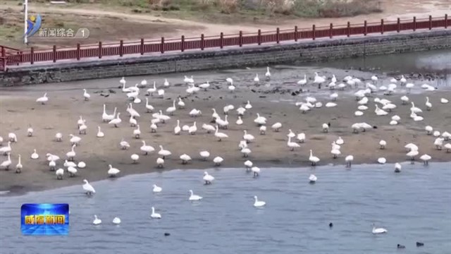 生态赋能“天鹅＋” 绘就人与自然和谐共生新画卷