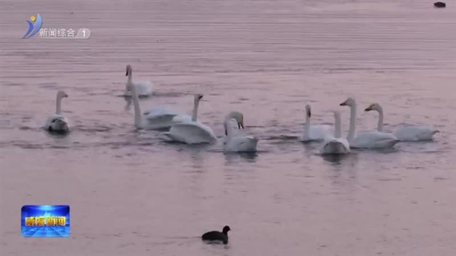 天鹅翩然舞晨曦