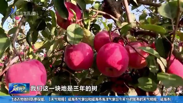 “苹果经济” 绘就乡村振兴新图景