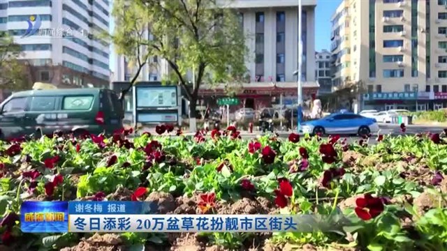 冬日添彩  20万盆草花扮靓市区街头