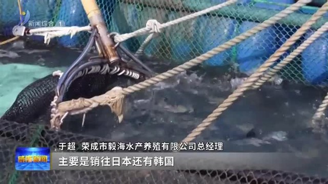 “海上直装”提速通关 荣成特色水产“抢鲜”出海拓市场