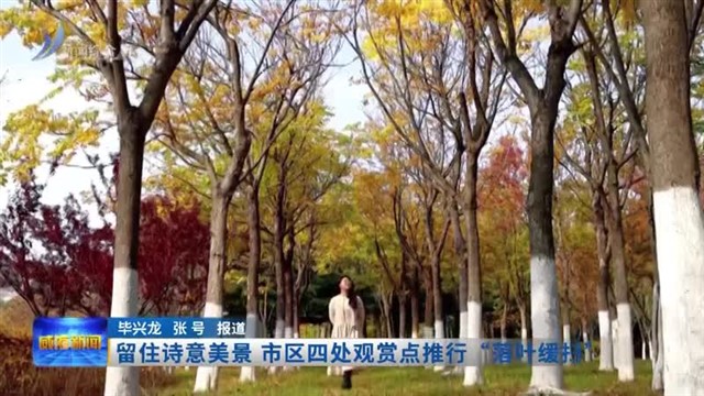 留住诗意美景 市区四处观赏点推行“落叶缓扫”
