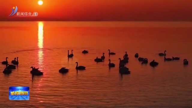 碧海旭日天鹅舞