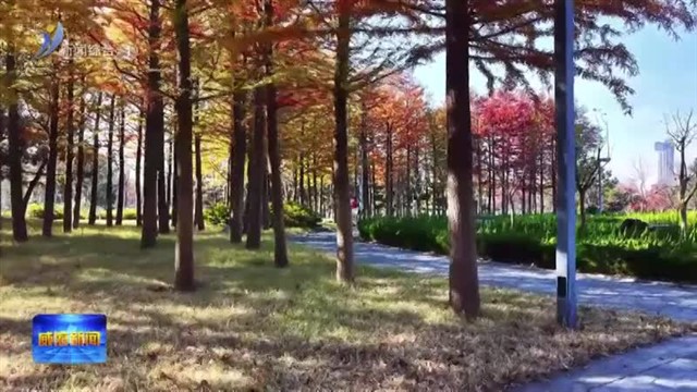 香水河畔冬日彩杉色正浓