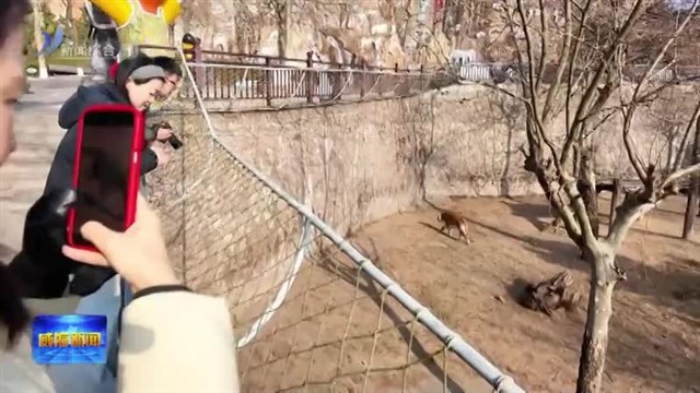 与“动物城”相约冬日