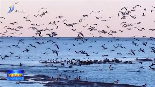 翘鼻麻鸭舞翩跹 绘就生态画卷