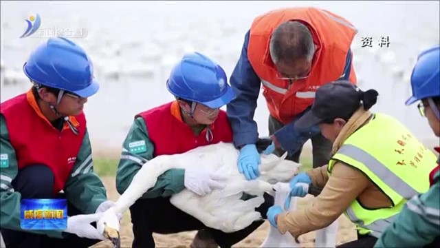 “天鹅护卫队”：志愿红守护生态美