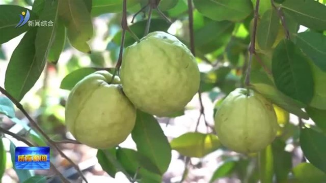 南果北种 赋能临港农业