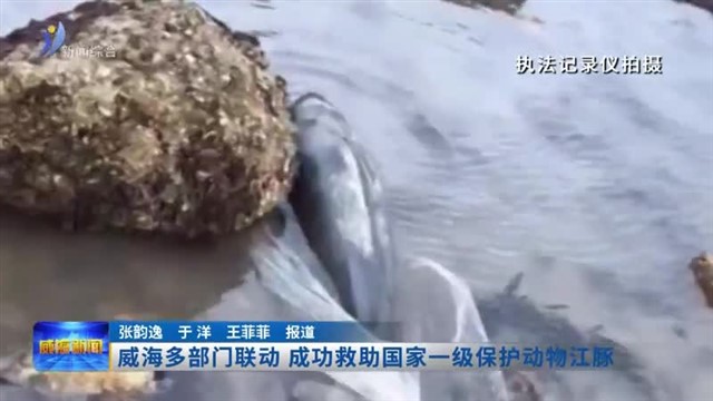 威海多部门联动成功救助国家一级保护动物江豚