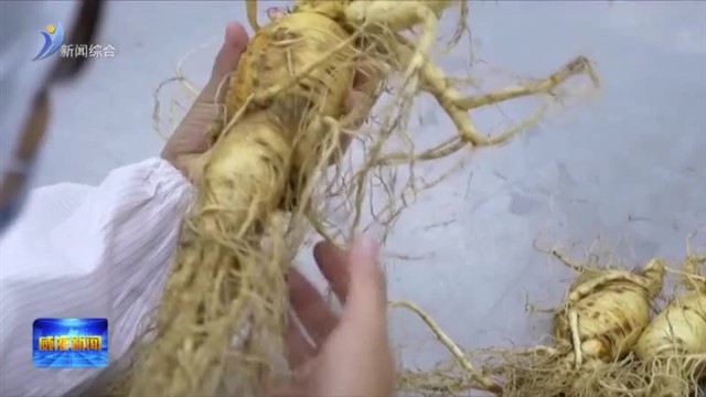 权威发布 《威海市文登西洋参保护和发展条例》于3月1日起施行