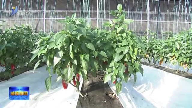 孔凡萍调研冬春农业生产和现代设施农业发展