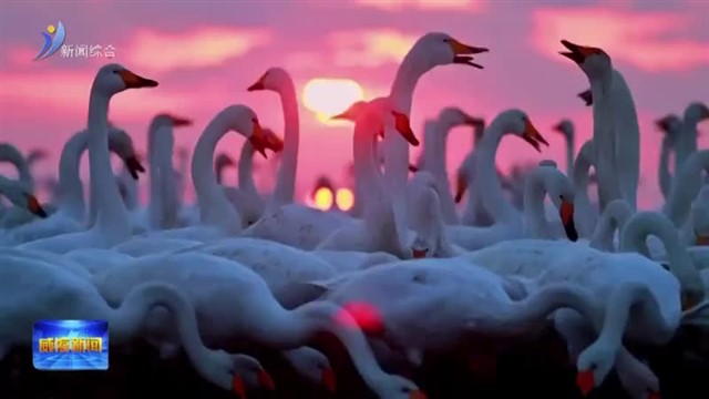 新闻特写：天外来“客”