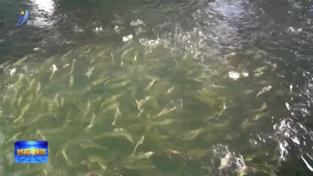 深远海养殖“全季接力”的威海方案